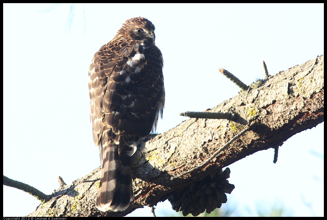 0718-183605-02.jpg - Cooper's Hawk Juvenile