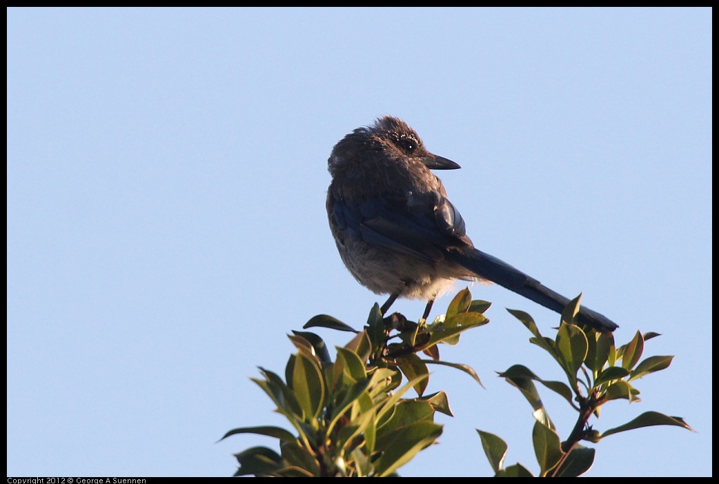 0718-183819-01.jpg - Western Scrub-Jay