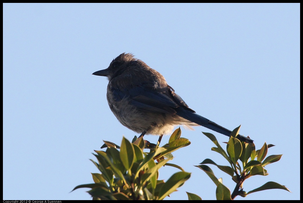 0718-183859-02.jpg - Western Scrub-Jay