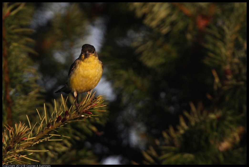 0718-184109-01.jpg - Lesser Goldfinch