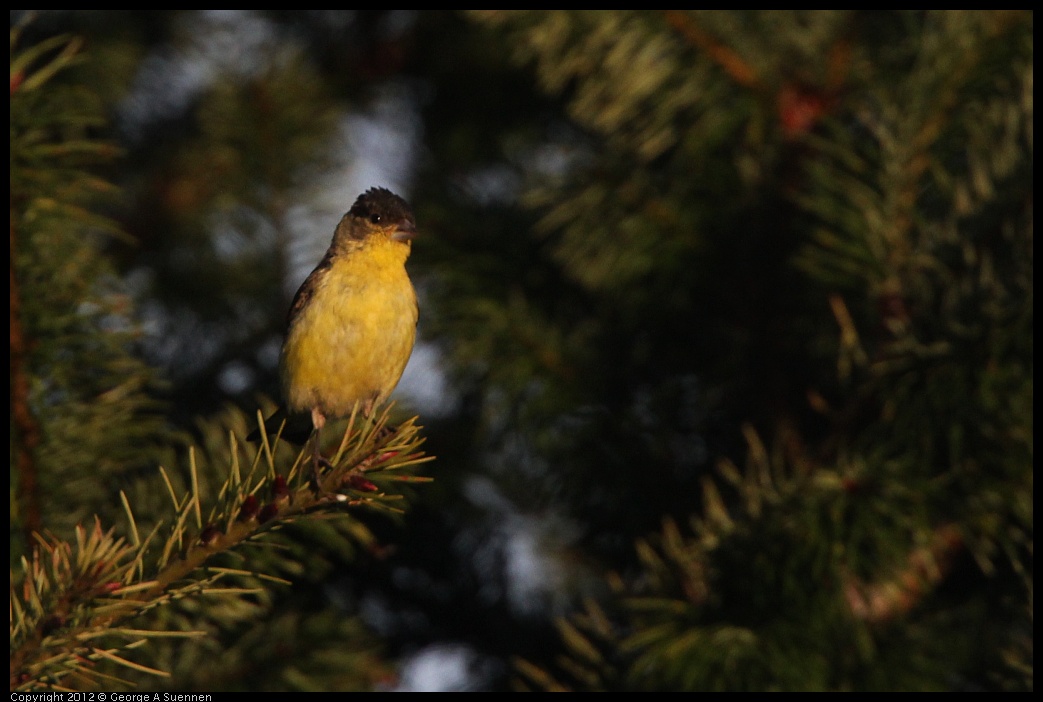 0718-184111-01.jpg - Lesser Goldfinch