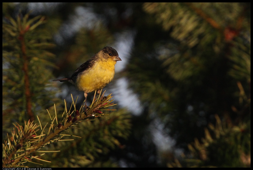 0718-184114-01.jpg - Lesser Goldfinch