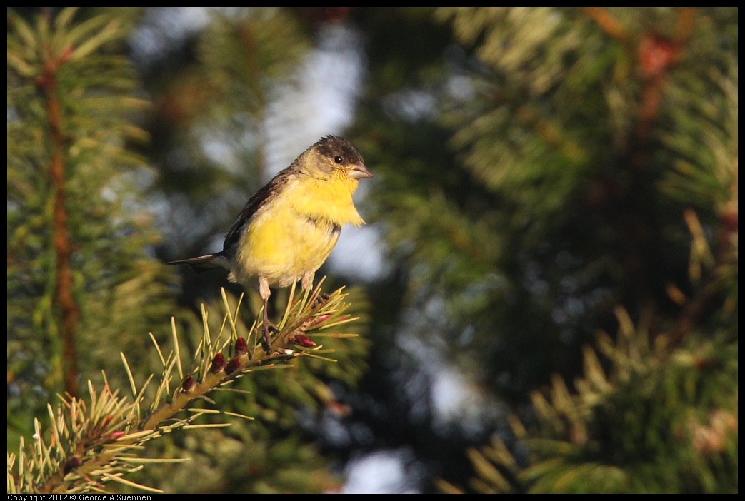 0718-184116-06.jpg - Lesser Goldfinch