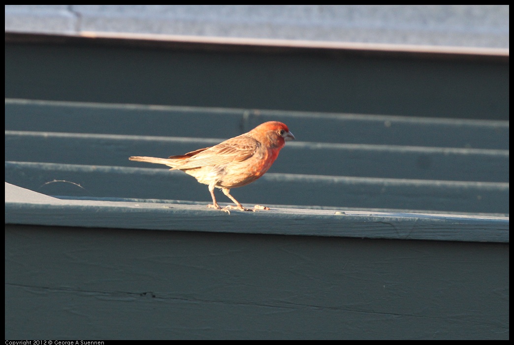 0718-184200-01.jpg - House Finch