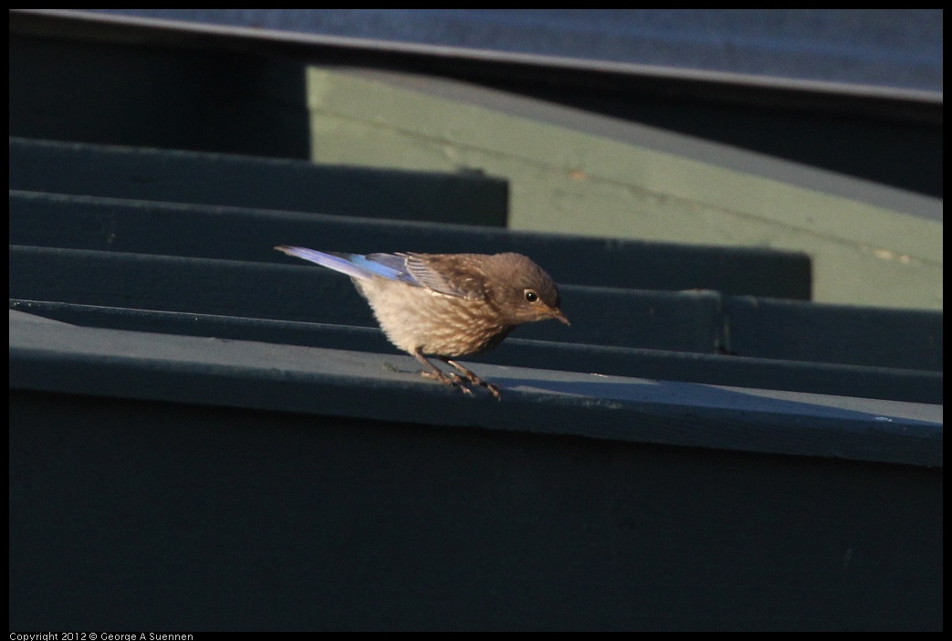 0718-184208-02.jpg - Western Bluebird Juvenile