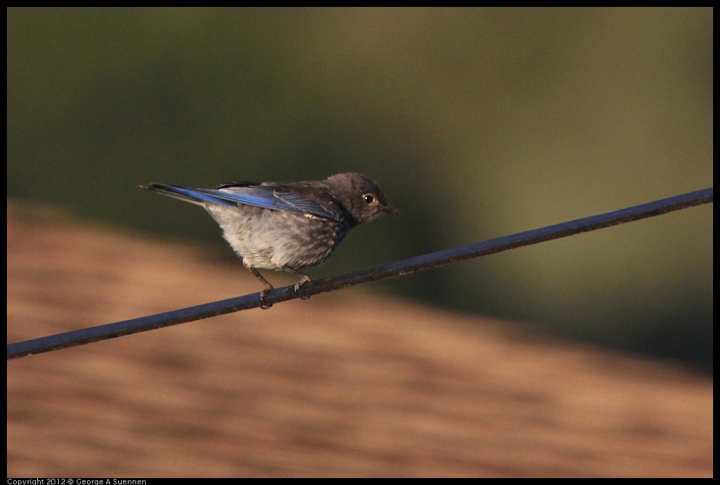 0718-184222-01.jpg - Western Bluebird Juvenile