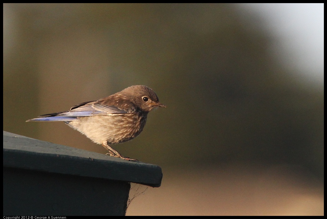 0718-184306-03.jpg - Western Bluebird Juvenile