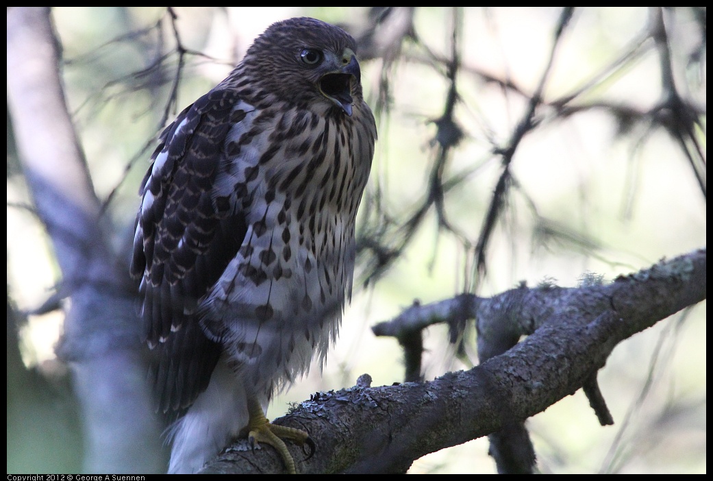 0721-165353-05.jpg - Cooper's Hawk Juvenile