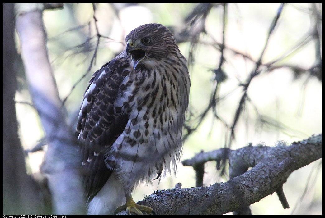 0721-165407-01.jpg - Cooper's Hawk Juvenile