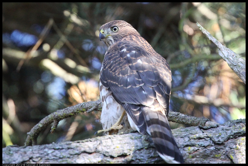 0721-165459-02.jpg - Cooper's Hawk Juvenile