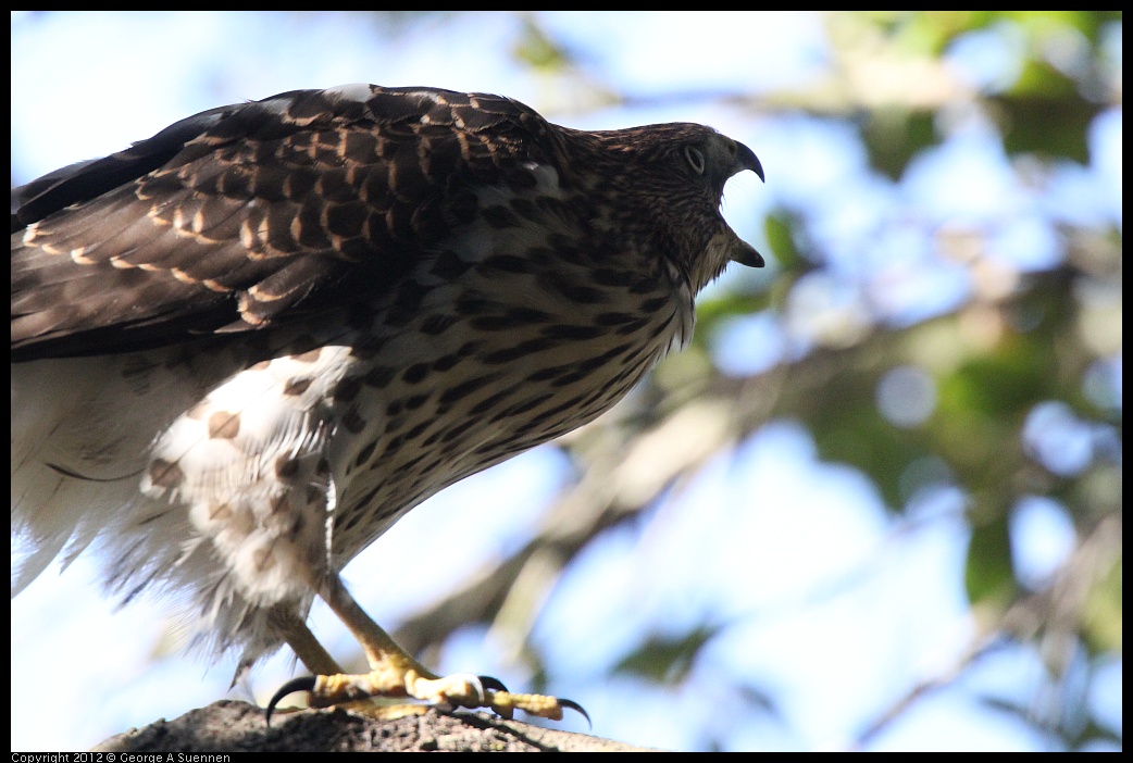 0721-165620-01.jpg - Cooper's Hawk Juvenile