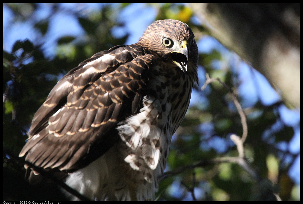 0721-165638-01.jpg - Cooper's Hawk Juvenile