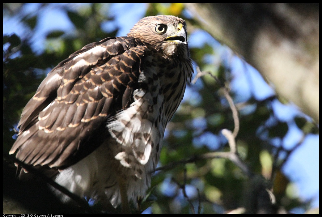 0721-165639-03.jpg - Cooper's Hawk Juvenile