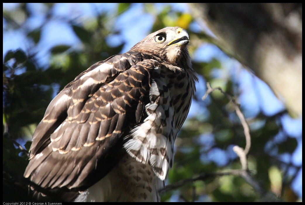 0721-165642-01.jpg - Cooper's Hawk Juvenile