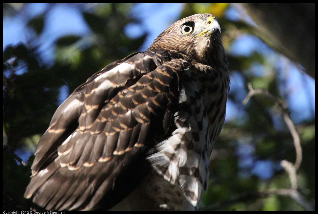 0721-165644-01.jpg - Cooper's Hawk Juvenile