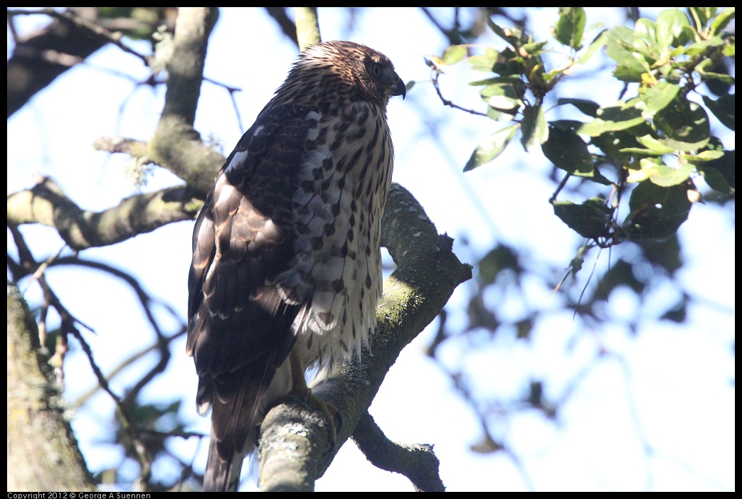 0721-165943-02.jpg - Cooper's Hawk Juvenile