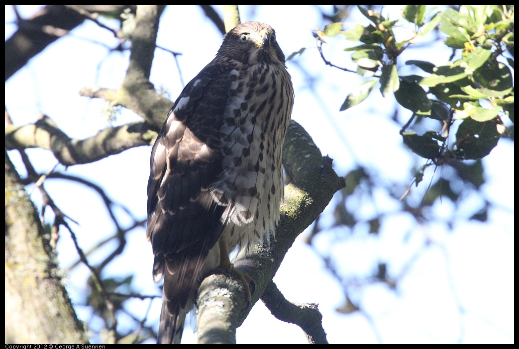 0721-165956-03.jpg - Cooper's Hawk Juvenile