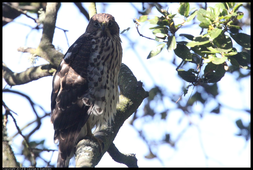 0721-165957-03.jpg - Cooper's Hawk Juvenile