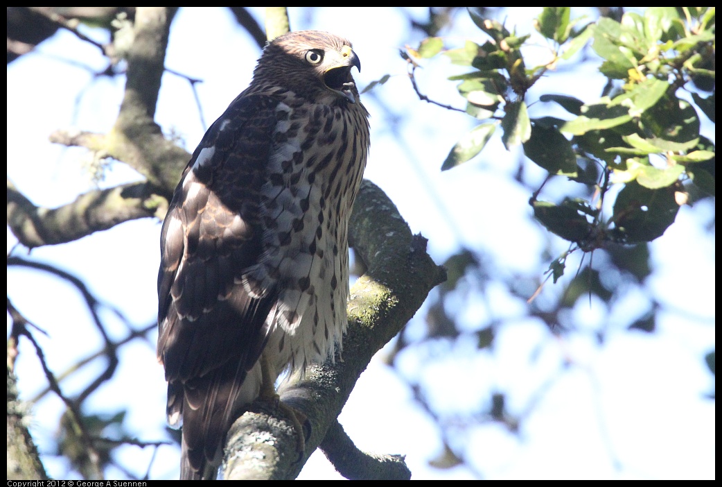 0721-165959-02.jpg - Cooper's Hawk Juvenile