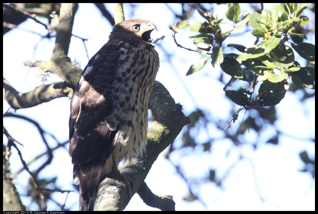 0721-170001-01.jpg - Cooper's Hawk Juvenile