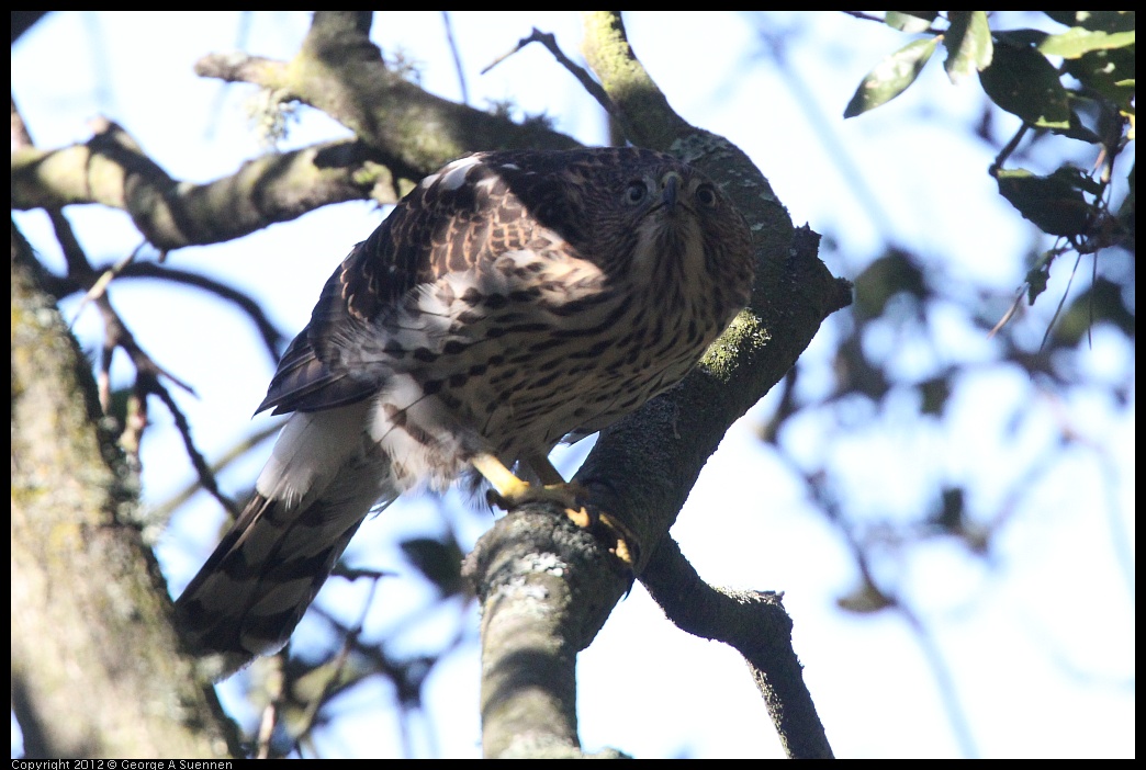 0721-170013-01.jpg - Cooper's Hawk Juvenile