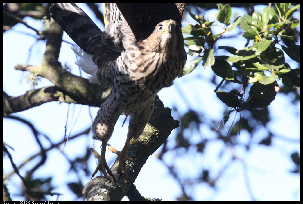 0721-170013-02.jpg - Cooper's Hawk Juvenile