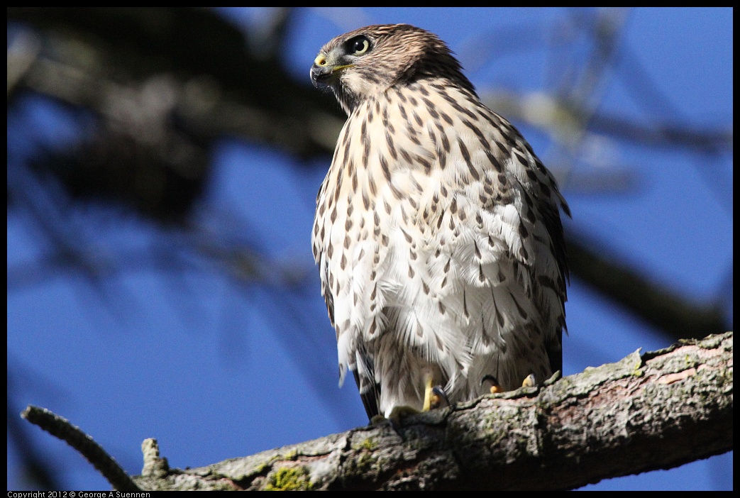 0721-170042-01.jpg - Cooper's Hawk Juvenile