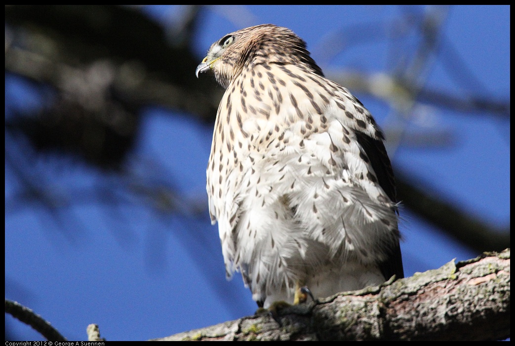 0721-170044-01.jpg - Cooper's Hawk Juvenile