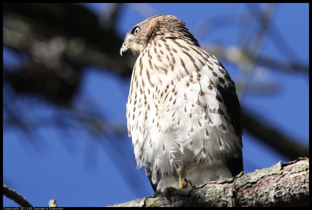 0721-170048-02.jpg - Cooper's Hawk Juvenile