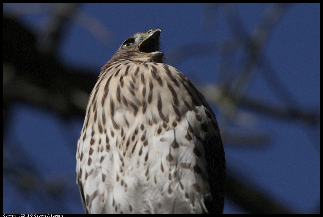 0721-170104-06.jpg - Cooper's Hawk Juvenile