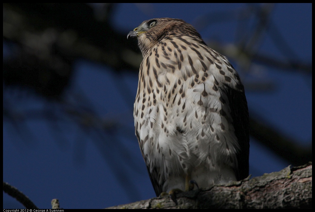 0721-170115-02.jpg - Cooper's Hawk Juvenile