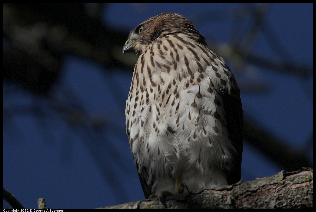 0721-170119-01.jpg - Cooper's Hawk Juvenile