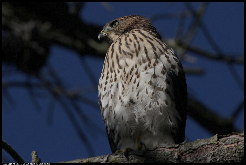 0721-170125-01.jpg - Cooper's Hawk Juvenile