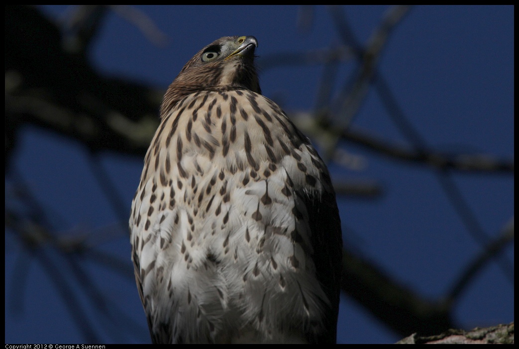 0721-170128-03.jpg - Cooper's Hawk Juvenile