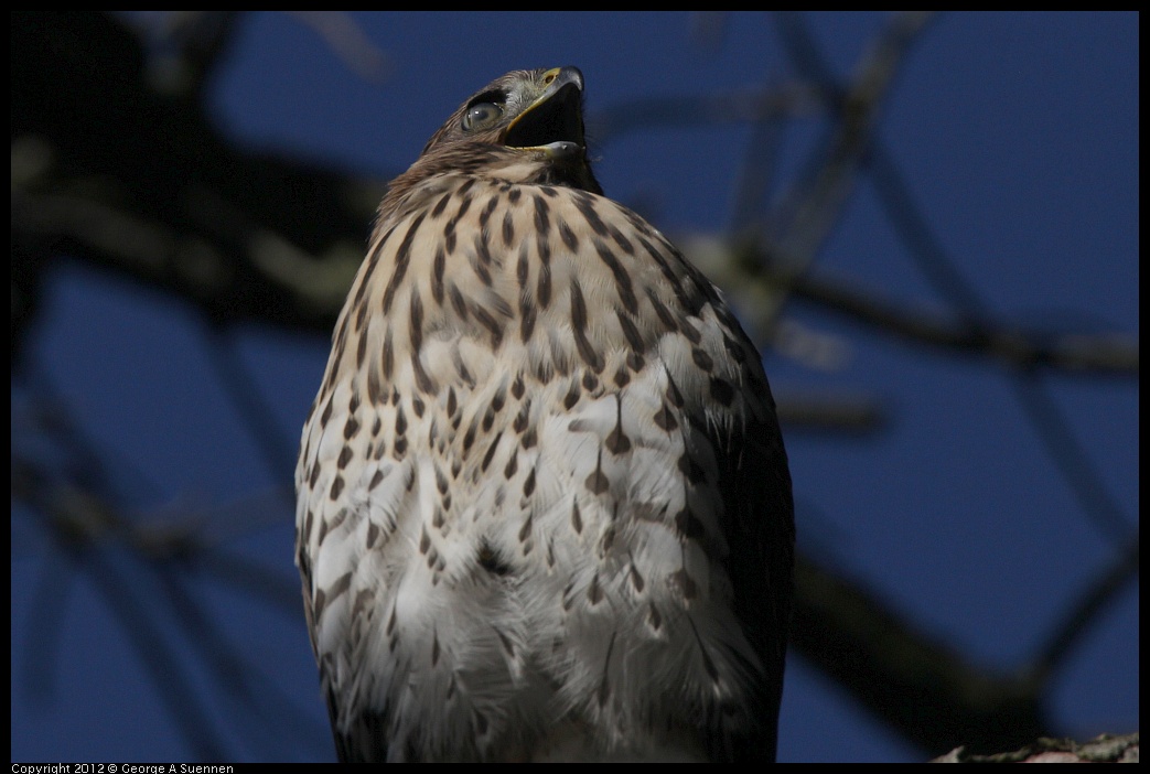 0721-170128-04.jpg - Cooper's Hawk Juvenile