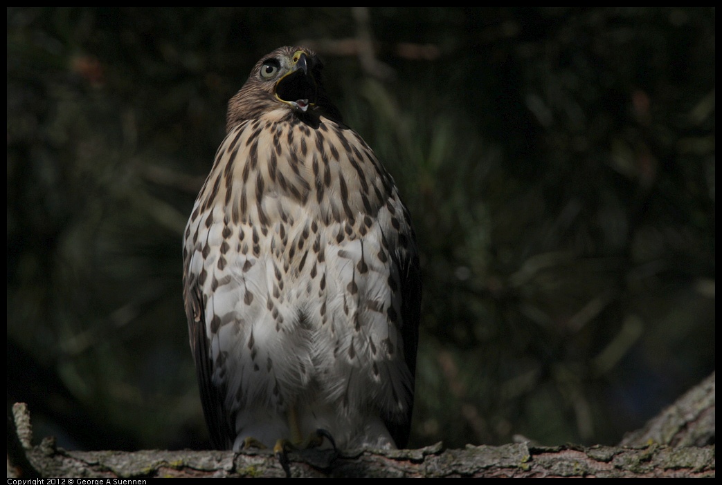 0721-170141-01.jpg - Cooper's Hawk Juvenile