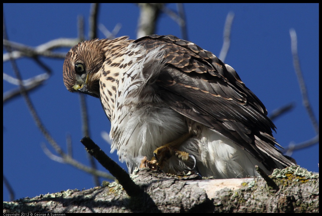 0721-170202-01.jpg - Cooper's Hawk Juvenile