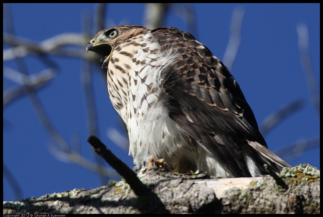 0721-170209-01.jpg - Cooper's Hawk Juvenile