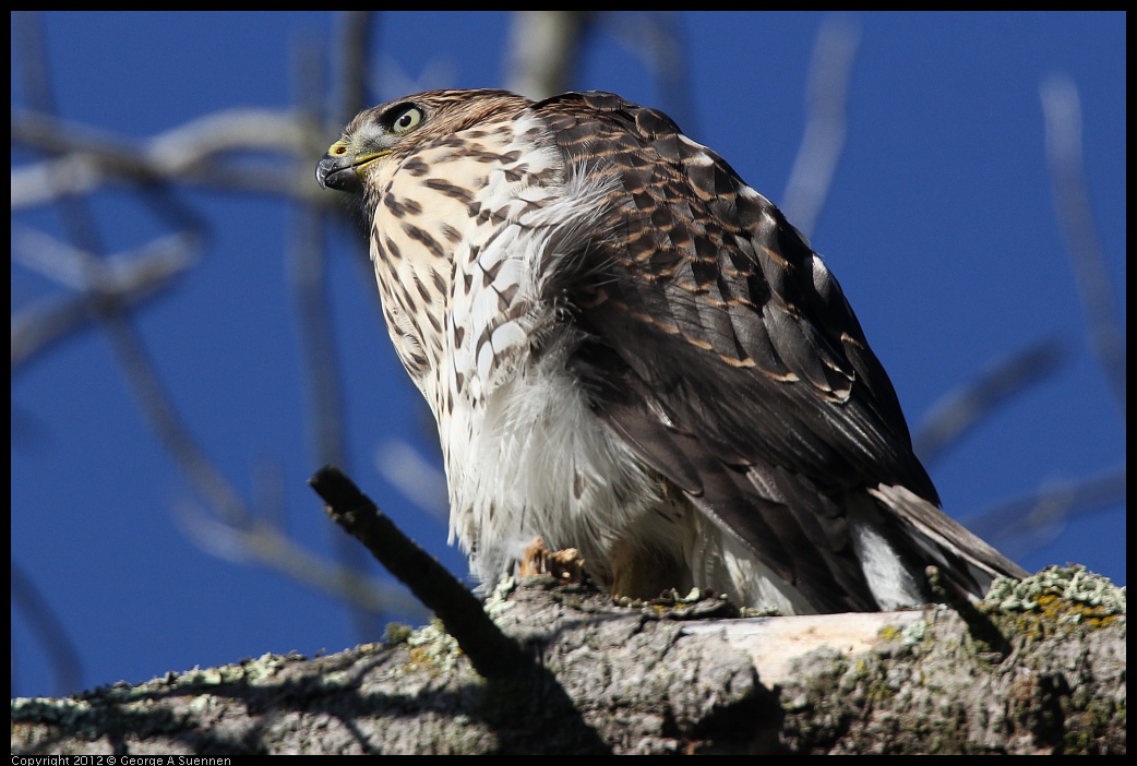 0721-170210-05.jpg - Cooper's Hawk Juvenile