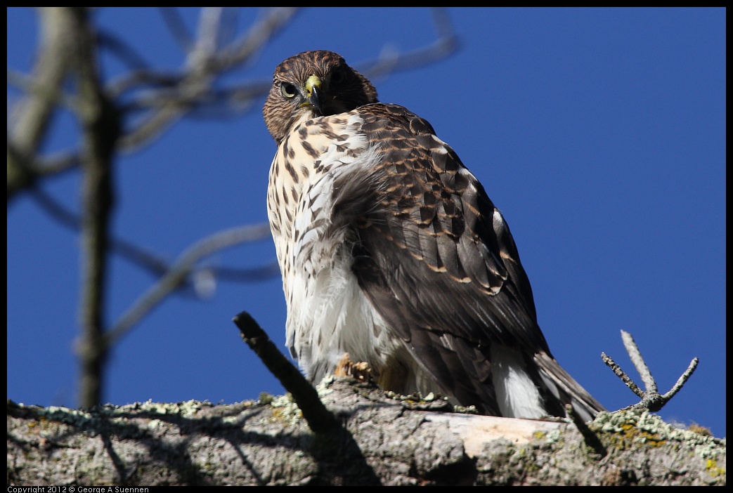 0721-170233-01.jpg - Cooper's Hawk Juvenile