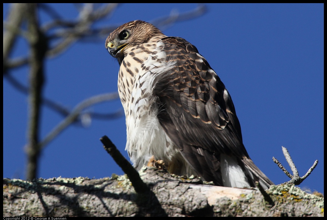 0721-170245-01.jpg - Cooper's Hawk Juvenile