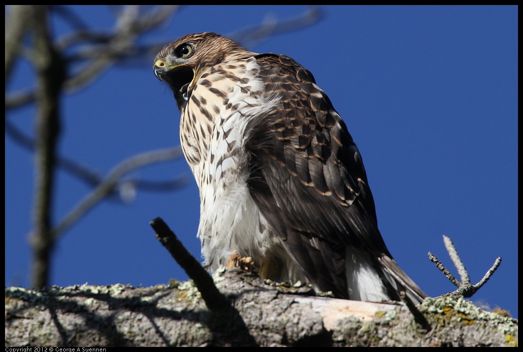 0721-170246-02.jpg - Cooper's Hawk Juvenile