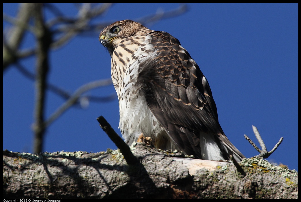 0721-170247-01.jpg - Cooper's Hawk Juvenile