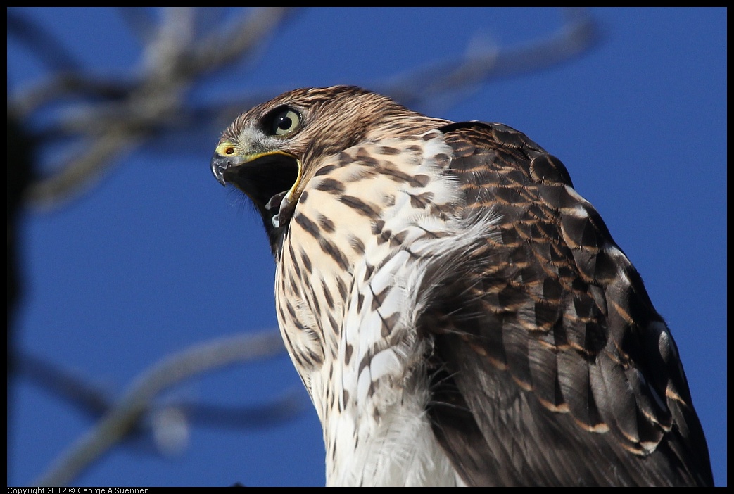 0721-170248-02.jpg - Cooper's Hawk Juvenile