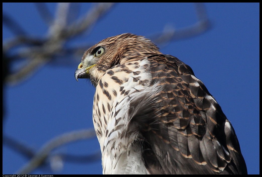 0721-170301-03.jpg - Cooper's Hawk Juvenile