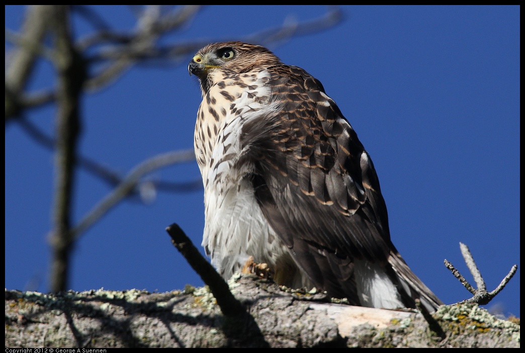 0721-170317-06.jpg - Cooper's Hawk Juvenile