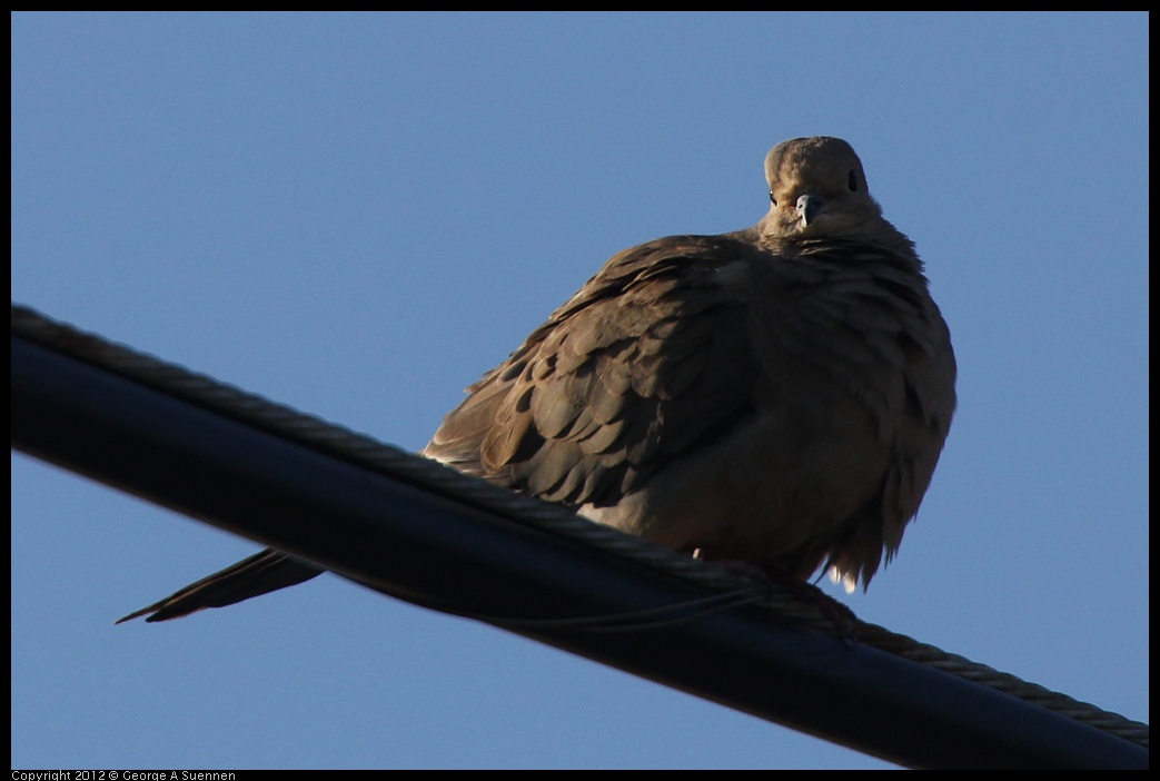 0721-174909-04.jpg - Mourning Dove