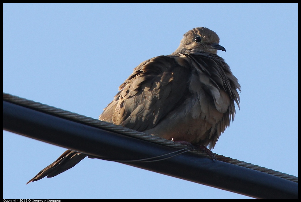 0721-174917-02.jpg - Mourning Dove