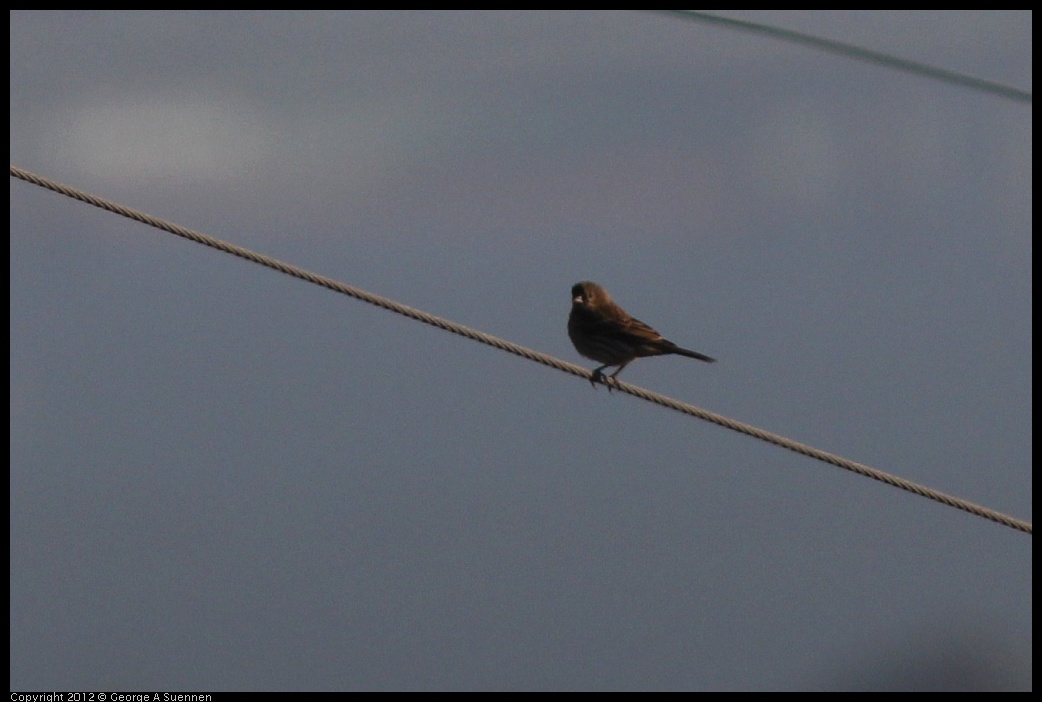 0721-175034-01.jpg - House Finch