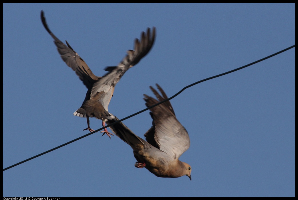 0721-175150-02.jpg - Mourning Dove